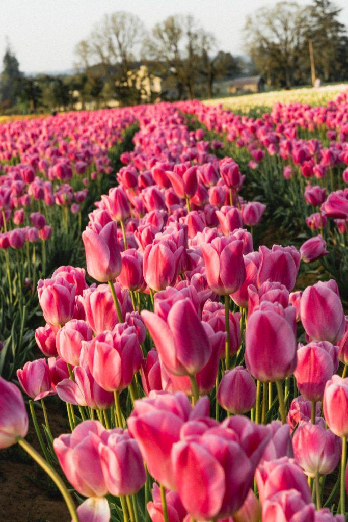 Whimsical Twilight Bloom Affair